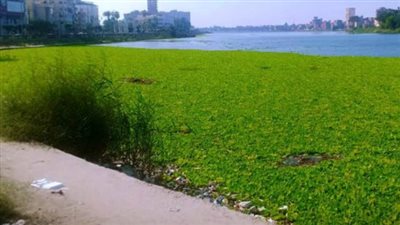 تسبب في أزمة كهرباء بدولة إفريقية، شراقي يكشف خطورة نبات على النيل 