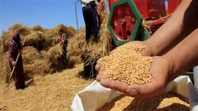 التموين تتعاقد على 470 ألف طن قمح بلغاري أوكراني روسي روماني