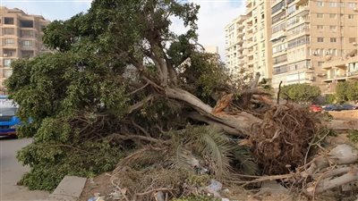 طلب إحاطة بشأن قطع الأشجار في الشوارع 