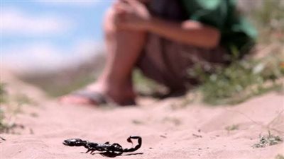 صحة الوادي الجديد: رصد 78 حالة لدغ عقارب وثعابين خلال الشهر الحالي