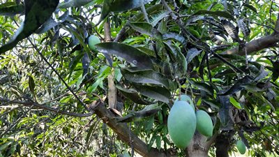 المانجا طابت عالشجر، مزارعو ملكة فواكه الصيف: هلت بشايرها بدري وهذه أفضل الأنواع (فيديو)