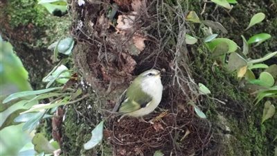 طائر نيوزيلندي صغير يتعلم الأصوات