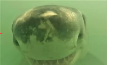 أسماك قرش تبتسم للكاميرا رغم شراستها (صور)