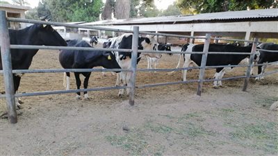 طرح 3 محطات تسمين تابعة لمشروع الثروة الحيوانية للإيجار في مزاد علني بأسيوط