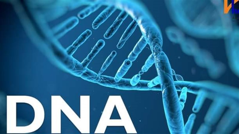 Dna، فيتو