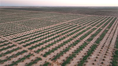 القوات المسلحة تنظم زيارة إلى مشروع استصلاح وزراعة الأراضي الصحراوية بتوشكى 