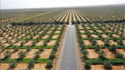  على مساحة 38 ألف فدان، تفاصيل مشروع أكبر مزرعة نخيل في العالم بتوشكى