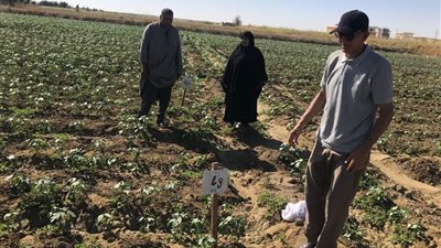 ندوة إرشادية لمزارعي الفرافرة بالوادي الجديد عن محصول القطن «جيزة 98» (صور)