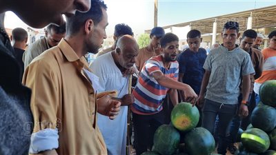 أحمر على أبوه يا بطيخ، مزاد تجار الجملة بسوق المستقبل بالإسماعيلية (فيديو) 