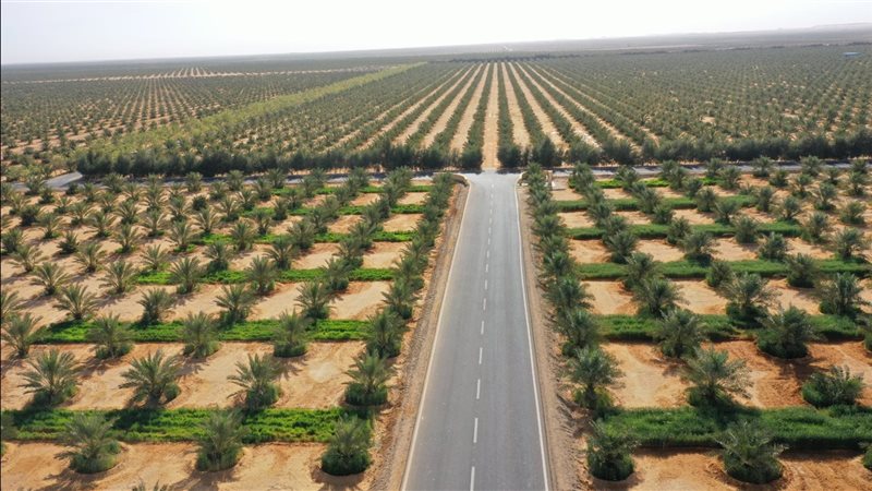 مشروع النخيل بتوشكى،