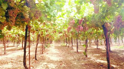 كيف استغل المصريون الموجة الحارة في توشكى بمزارع العنب؟ (فيديو)