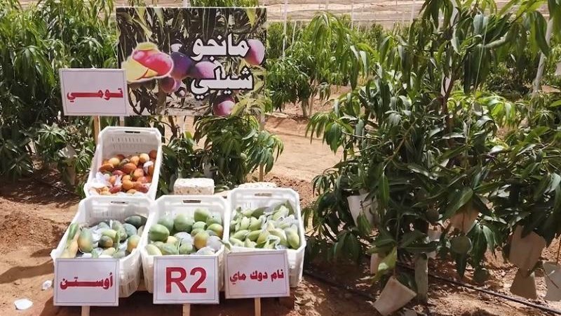 زراعة المانجا في