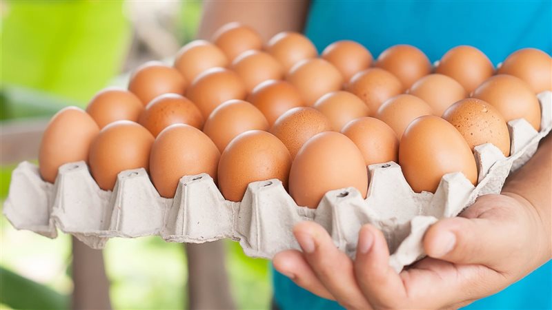 أسعار البيض اليوم،