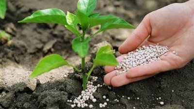 تداعيات خطيرة لقرار وقف إمدادات الغاز عن مصانع موبكو وأبو قير.. ارتفاع مرتقب لأسعار الأسمدة في السوق السوداء.. و4 محافظات تعانى من مشكلة نقص المعروض 