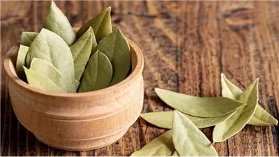 فوائد ورق الغار، يحسن عملية الهضم ويقضي على رائحة الفم الكريهة ويخفض الكوليسترول 