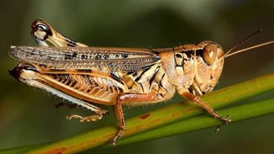 تفسير حلم الجراد في المنام وعلاقته بتحذير من ضرر خطير قادم قريبا 