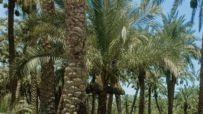 محافظة الجيزة تكشف حقيقة قطع الأشجار من حديقة المبدعين بالعجوزة