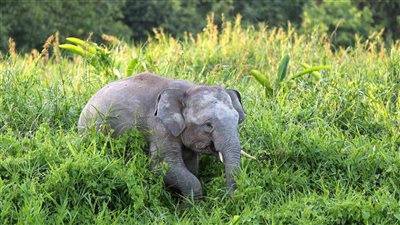 عددها ألف فقط، إدراج فيل بورنيو في قائمة الأنواع المهددة بالانقراض