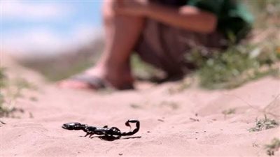 الطريشة والعقرب تلدغ 4 أشخاص بينهم طفل بالوادي الجديد 