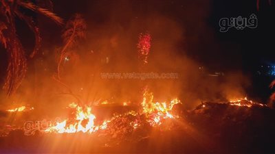 حريق كبير في مزرعة نخيل بمنطقة عين الشيخ بالوادي الجديد (صور)