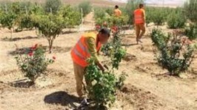 كيف ينظم القانون عملية تشغيل المساجين خارج السجون ؟ 