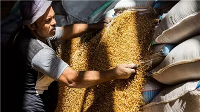 ارتفاع حجم توريد القمح لصوامع قنا إلى 17 ألفا و259 طنا 