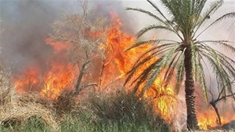 حريق نخل بالدقي،