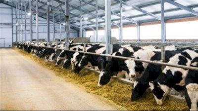  خطوات وإجراءات إقامة مزرعة للإنتاج الحيواني بالجيزة