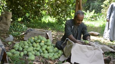 أشهر 3 أنواع بـ 13 جنيها، أسعار المانجو بأكبر شوادر قنا تهز عرش ملكة فاكهة الصيف (فيديو)