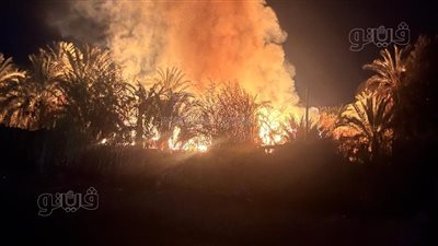 كلاكيت عاشر مرة، حريق هائل يلتهم مزارع نخيل في الوادي الجديد (صور)