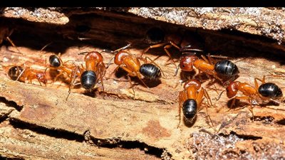 سبحان الله البديع، النمل على خطى البشر في إجراء عمليات بتر أطراف منقذة للحياة