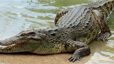 تحذيرات من تزايد عدد التماسيح في إقليم أسترالي