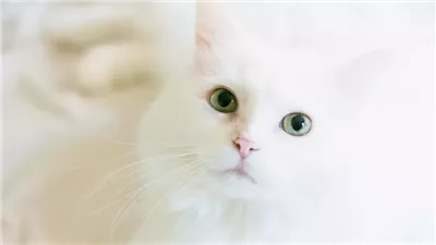 تفسير حلم القط الأبيض في المنام وعلاقته بالراحة والاستقرار 