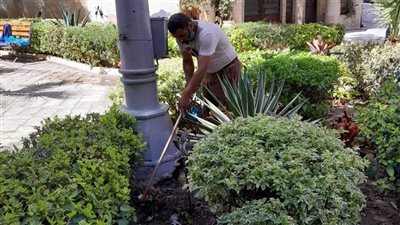 حي شرق الإسكندرية يواصل أعمال تجميل الحدائق