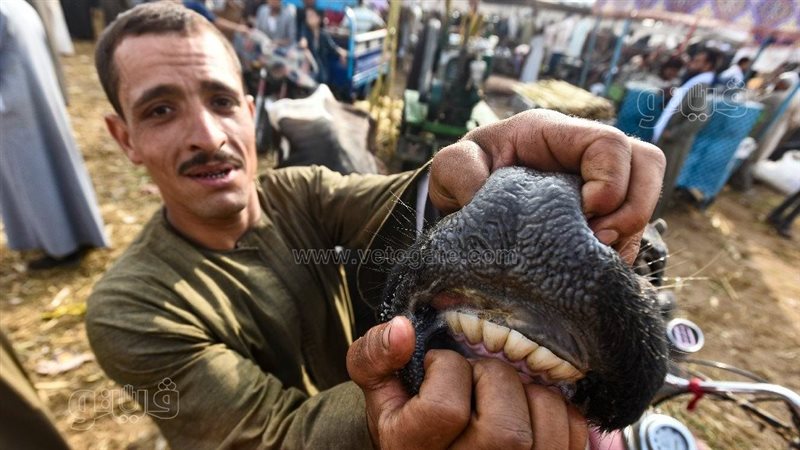  أسواق المواشي، فيتو