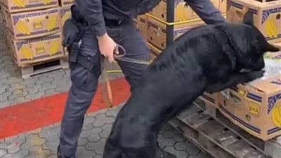 الإكوادور تضبط 3 أطنان كوكايين في شحنة موز متجهة لروسيا