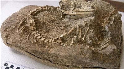 العثور على هيكل عظمي لسحلية عمرها 700 ألف عام