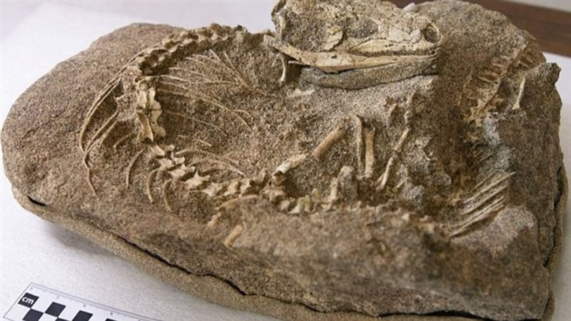حفرية سحلية، فيتو
