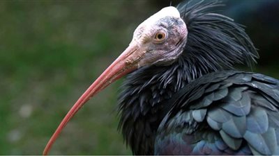  أبو منجل الأصلع، حكاية طيور صارعت داعش في البادية السورية