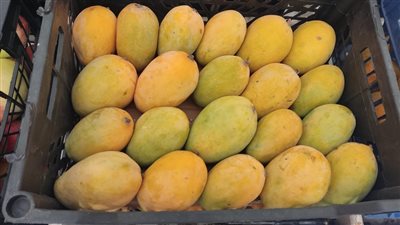 تبدأ من 15 جنيهًا، تعرف على أسعار 17 نوعًا من المانجو بالأسواق