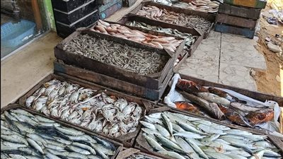 أسعار السمك اليوم، المكرونة تبدأ من 30 جنيهًا بسوق العبور