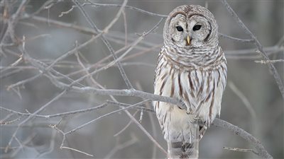 خطة لإعدام نصف مليون بومة في أمريكا، والسبب غريب