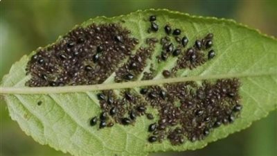 تحذير عاجل من مديرية الزراعة بالجيزة للمزارعين 