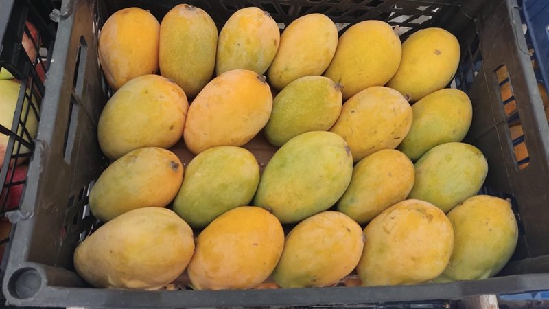أسعار المانجو في