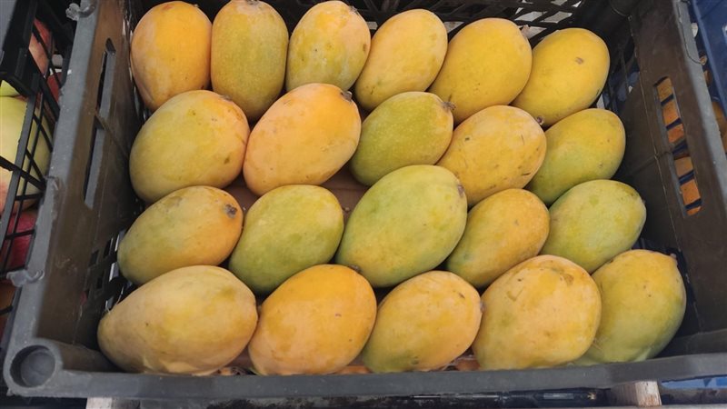 سعر المانجو 