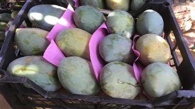 تفسير رؤية المانجو الخضراء في المنام وعلاقتها بالتخلص من الكرب والحزن 