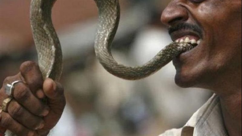 رجل يعض ثعبانا، فيتو