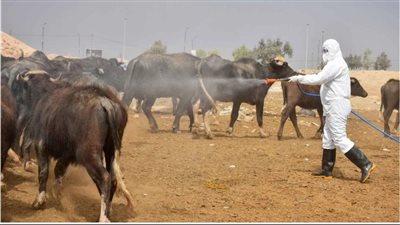 تسجيل 225 إصابة بالحمى النزفية في العراق خلال 6 أشهر