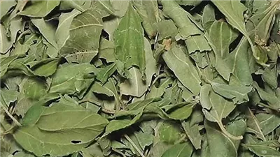 فوائد ورق السدر، لعلاج مشاكل الجهاز الهضمي والبشرة