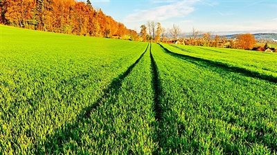  تفسير حلم الزرع الأخضر في المنام وعلاقته بالحصول على الخير الكثير والرزق الوفير 